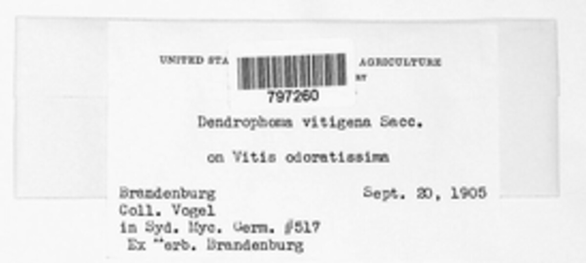 Dinemasporium pleurospora image